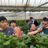 2026.4.1　Let`s Go!　イチゴ狩り🍓